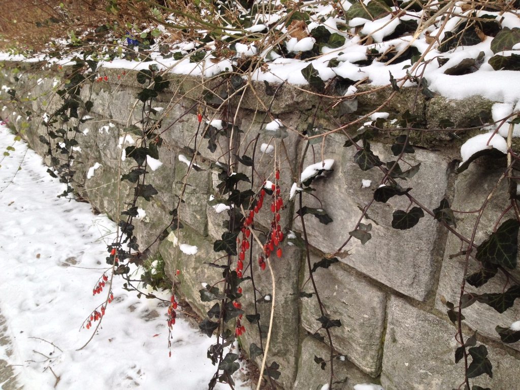 Red berries in the snow