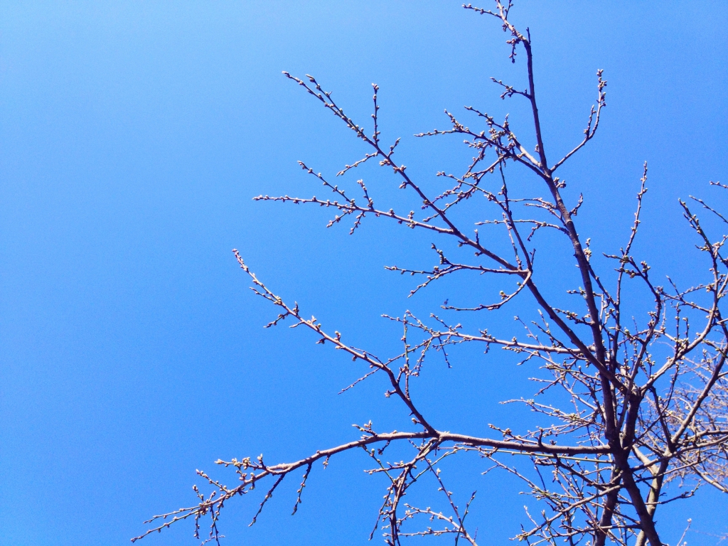 Blue Sky and Buds