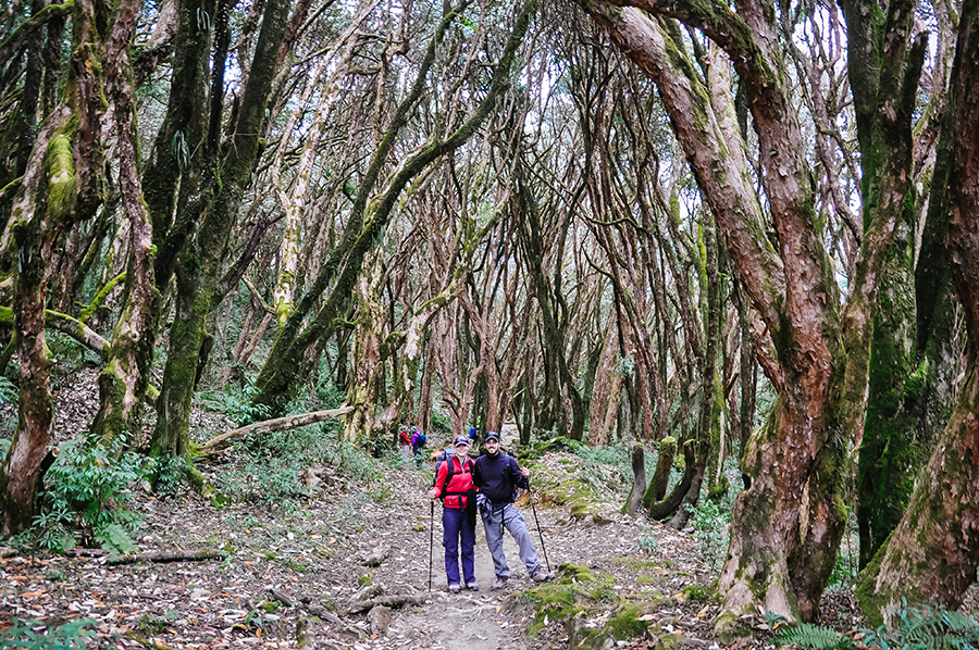 A forest in Nepal