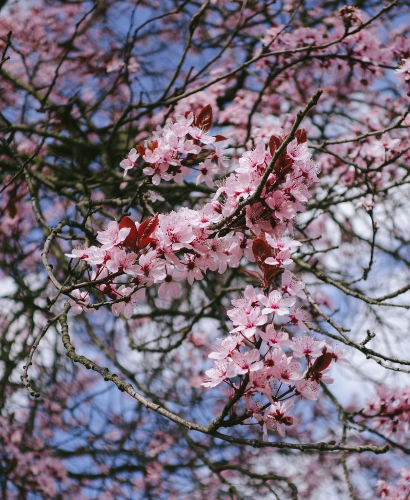 Falkplatz Cherry Blossoms