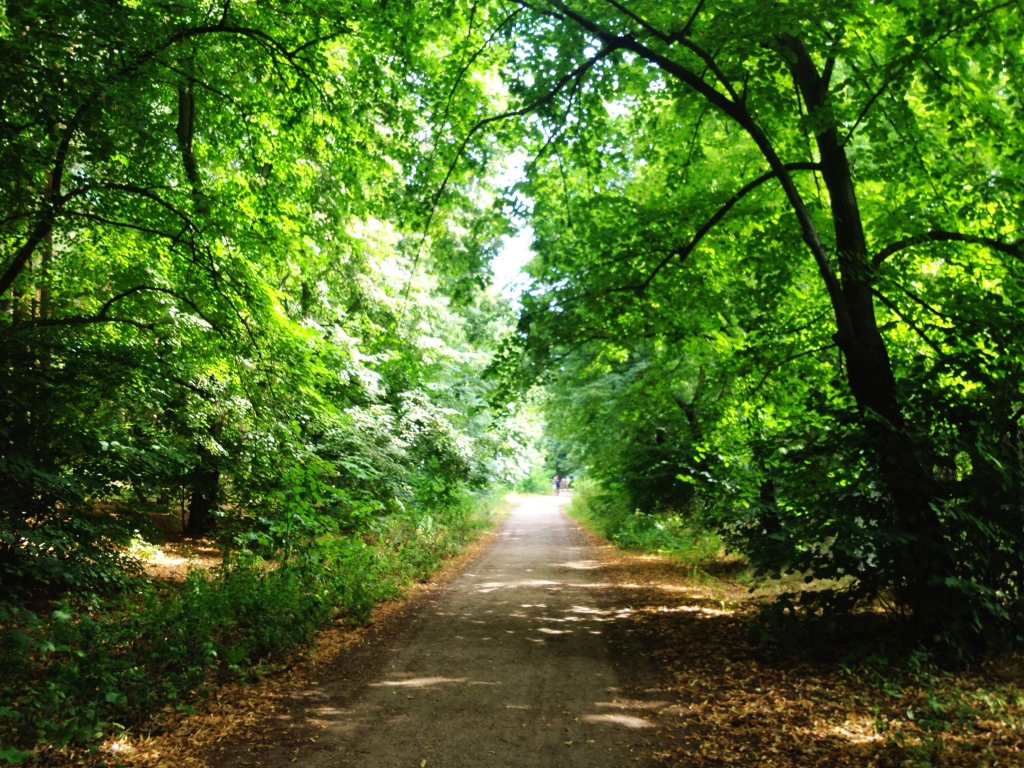 Wannsee Forrest