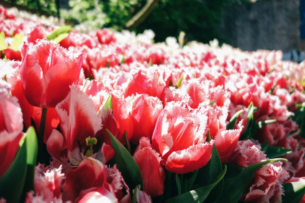 Tulips, Istanbul