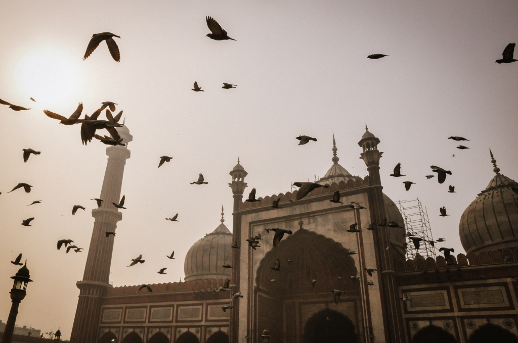 Birds Jama Masjid