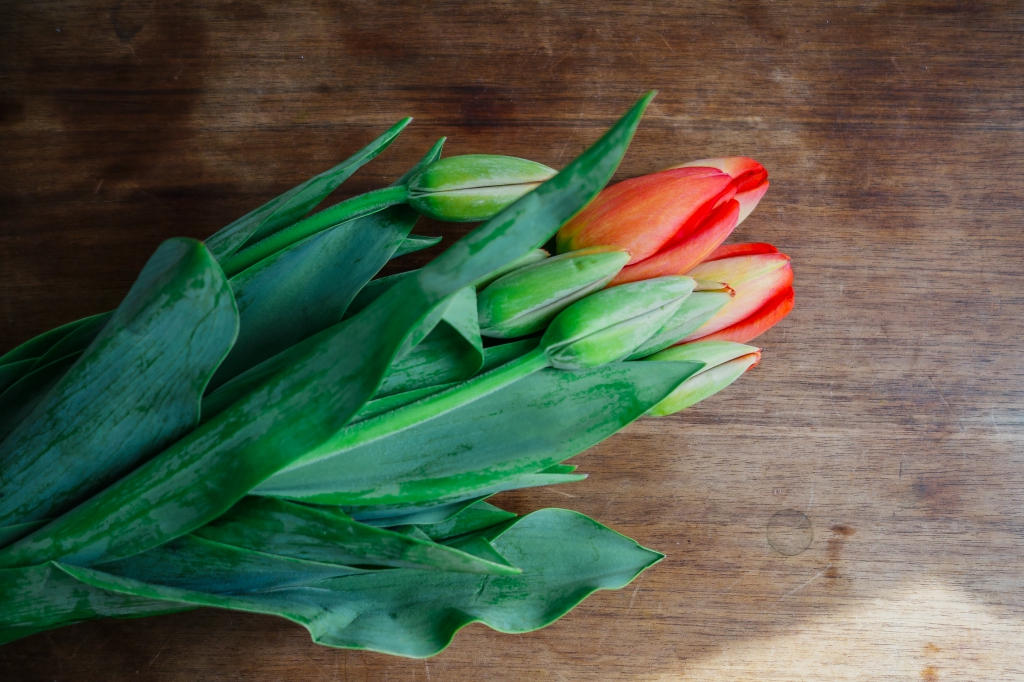 Red Tulips