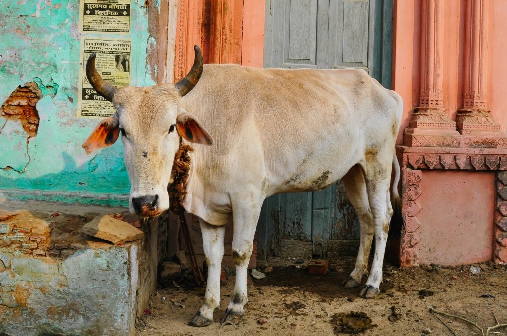 Indian cow