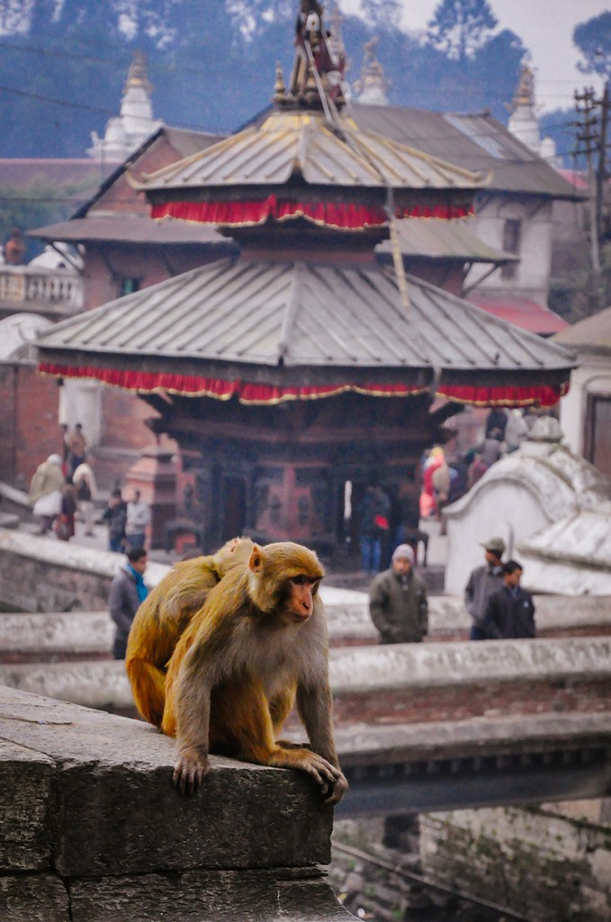 Monkeys, Kathmandu, Nepal
