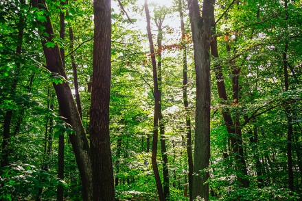 Grunewald Forest, Berlin