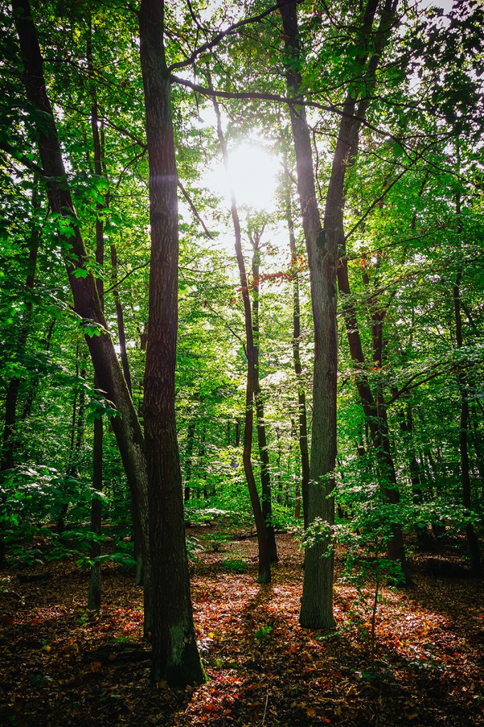 Grunewald Forest, Berlin, Autumn