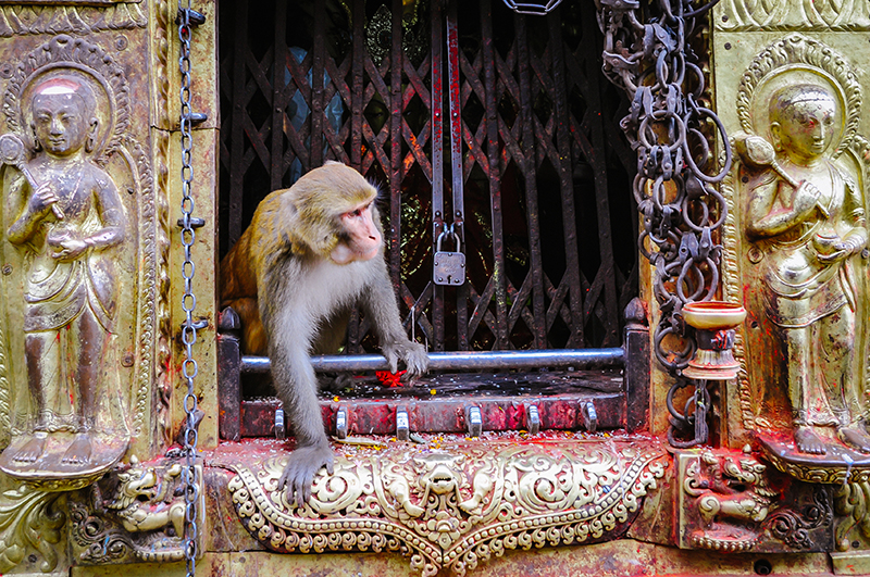 Monkey in Kathmandu at Temple, Nepal