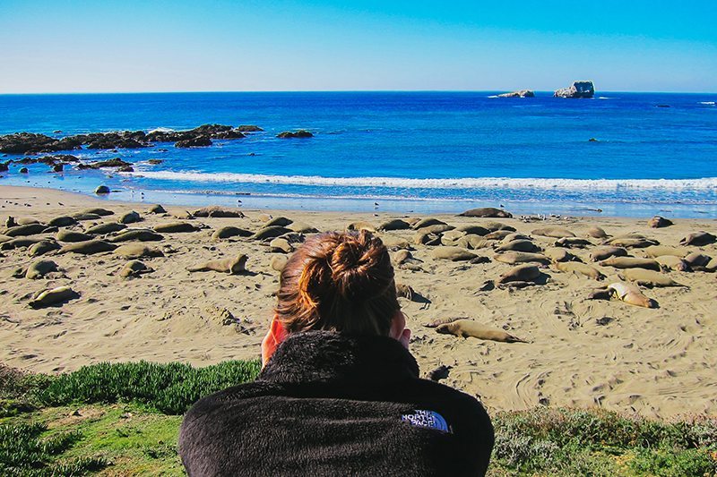 Elephant Seal Beach, California