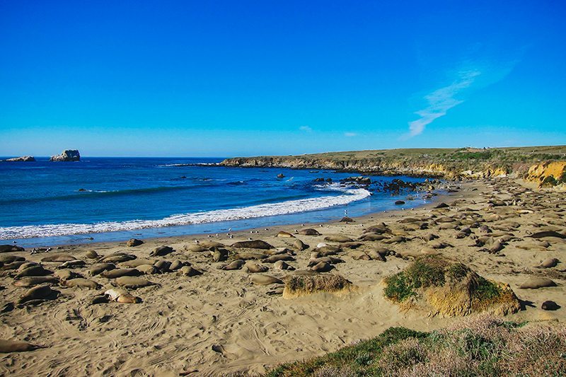 Elephant Seal Beach, California