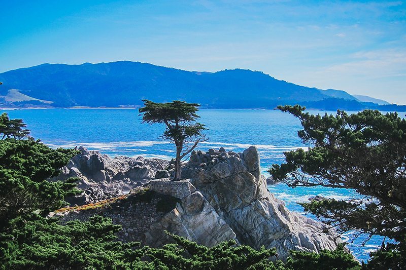 Lone Cyprus, Pacific Coast Highway