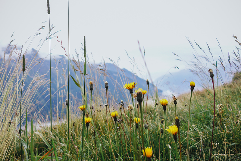 Mountain flowers, Austria