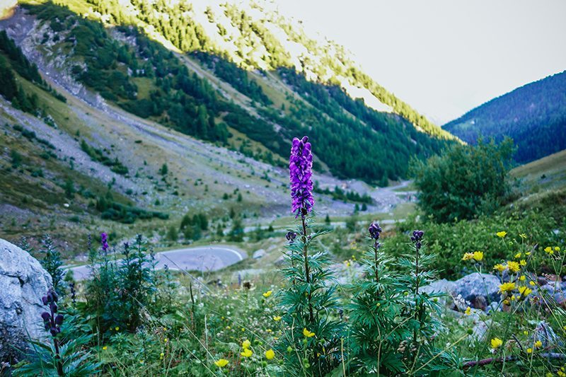 Mountain flower, Stelvio Pass