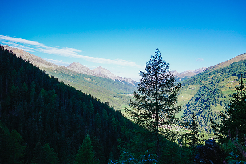 Stelvio Pass pine tree