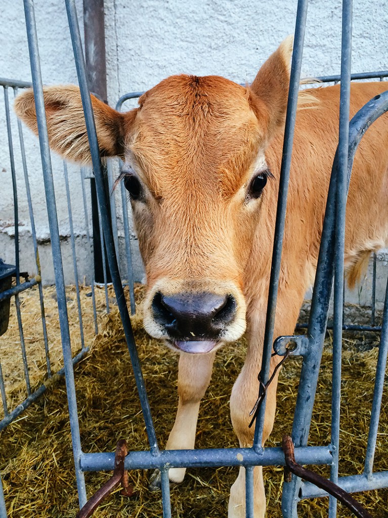 Calve, Agriturismo Rini