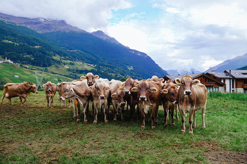 Agriturismo Rini, Bormio, cows