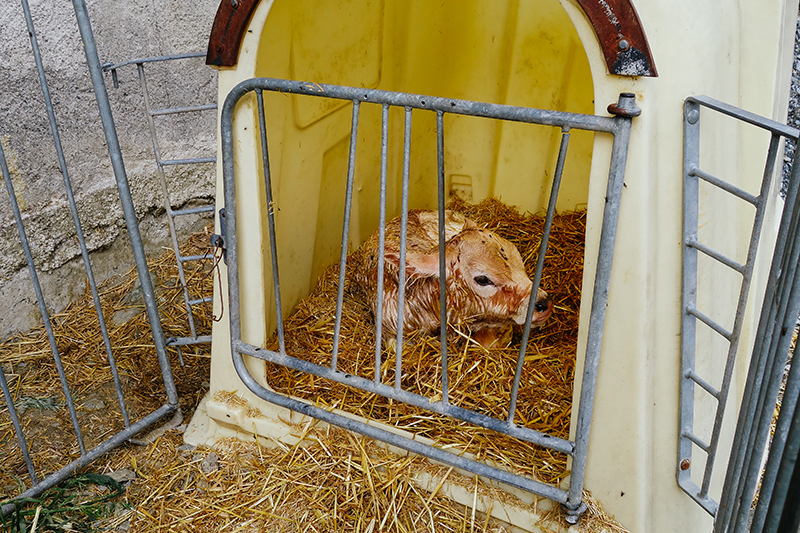 Agriturismo Rini newborn calf