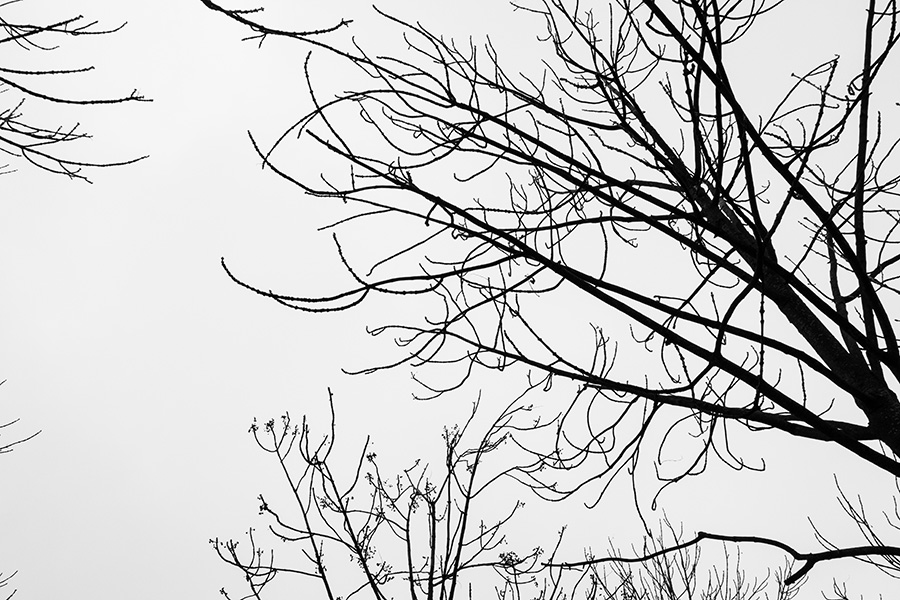 Winter trees in Berlin, Christmas