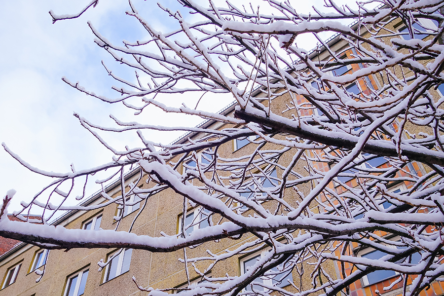 Snow on trees, weekend, Berlin