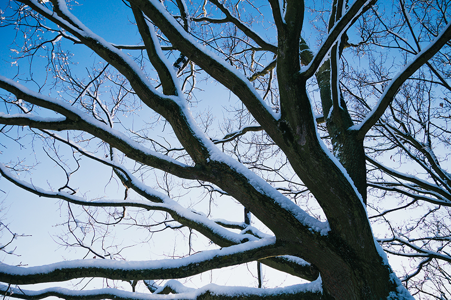 Tree in Berlin winter