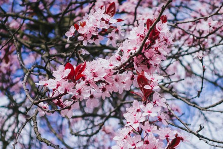 Spring in Berlin