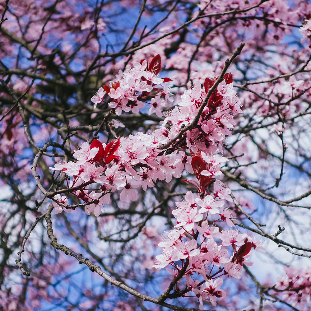 Spring in Berlin