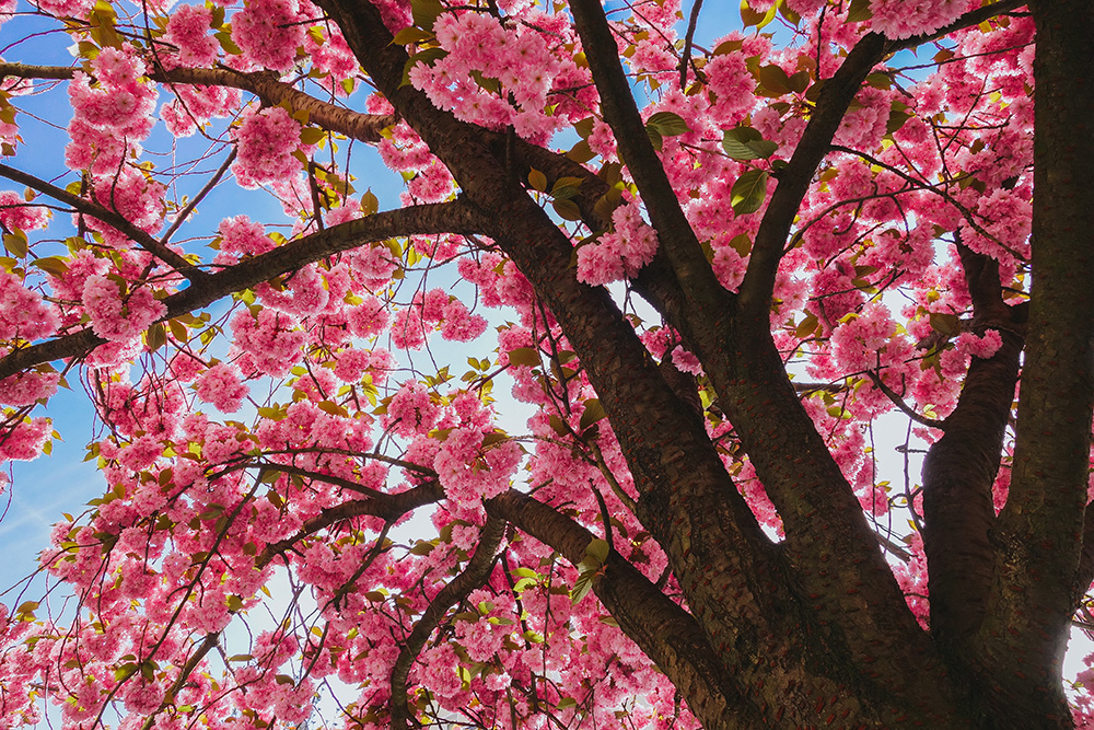 cherry-blossoms-berlin