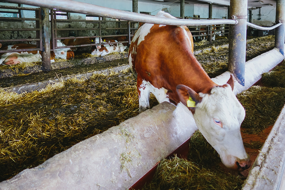 Bio Dairy Farm, Prague