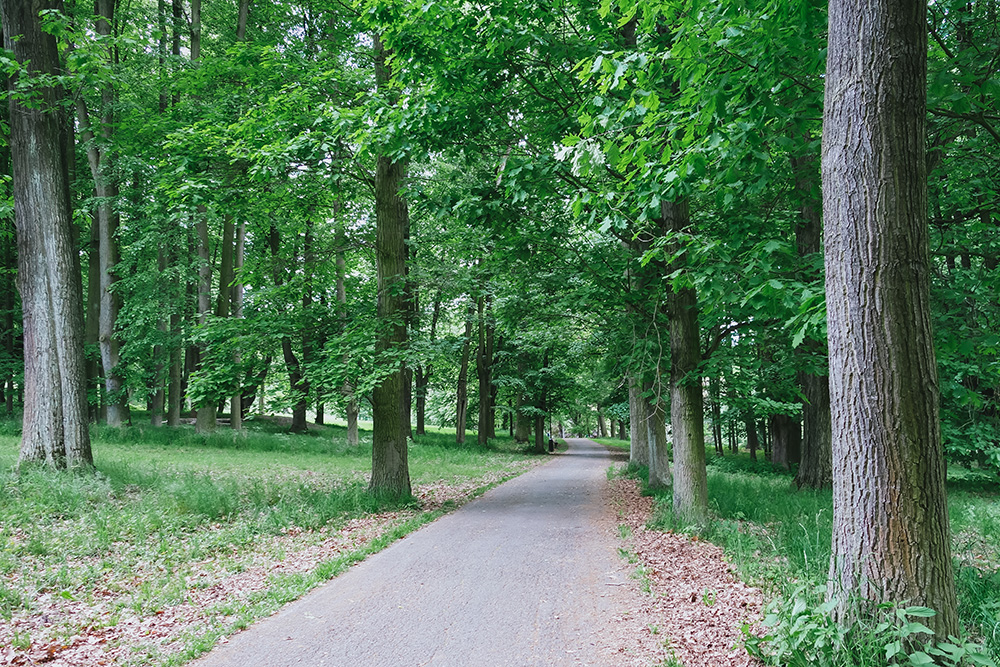 Czech forrest