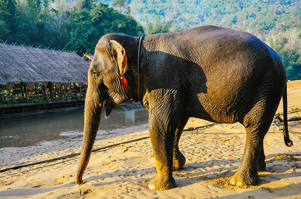 Thailand, Elephant