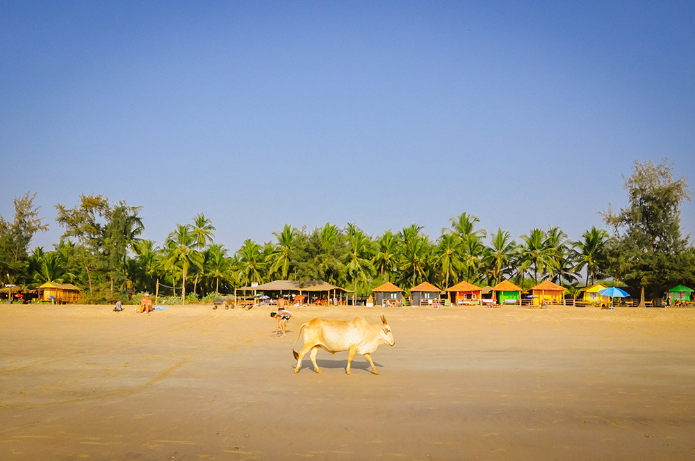 Cow, Goa