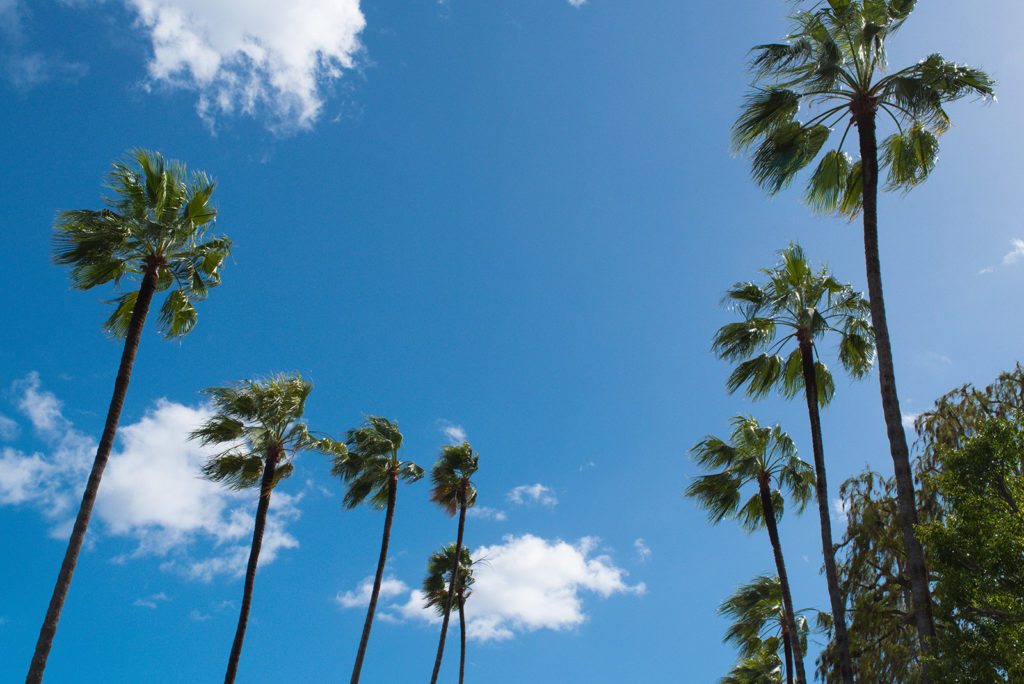 beverly_hills_palms