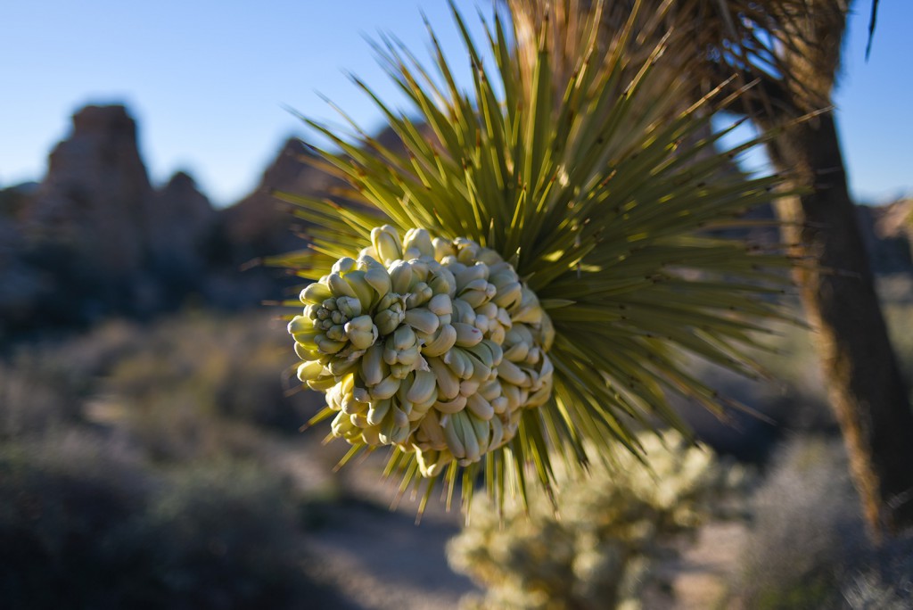 how_to_have_an_epic_weekend_at_joshua_tree_national_park_drive_flower
