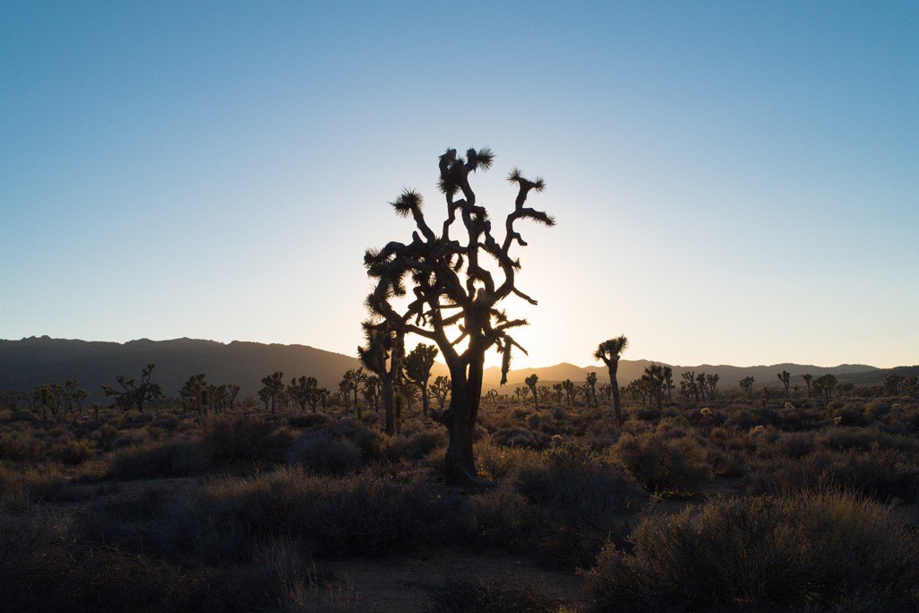 how_to_have_an_epic_weekend_at_joshua_tree_national_park