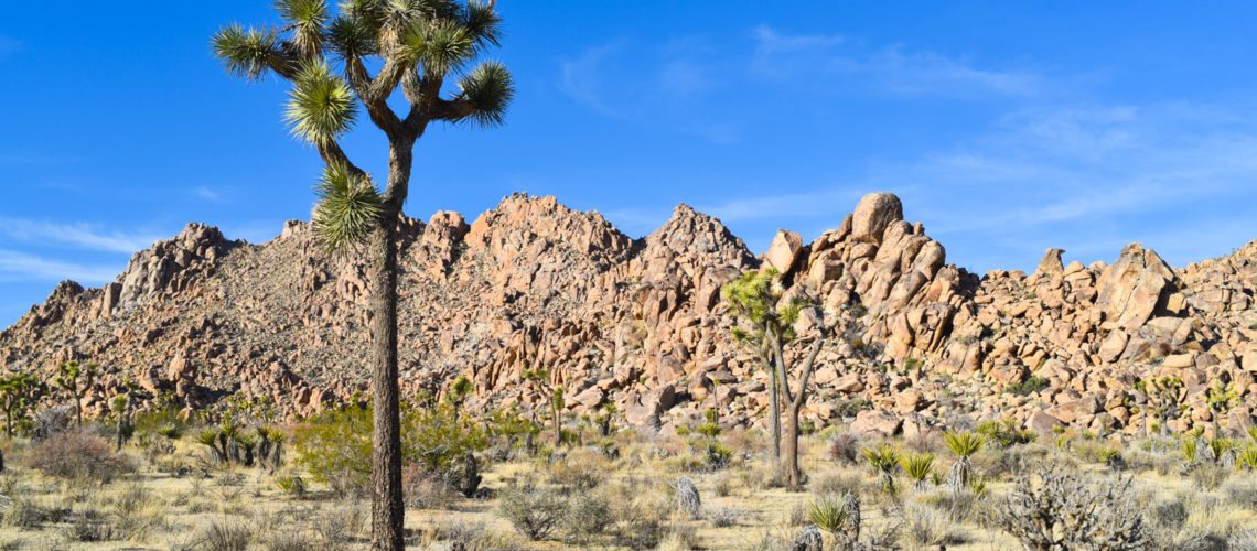 how_to_have_an_epic_weekend_at_joshua_tree_national_park