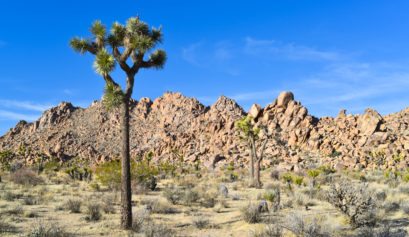 how_to_have_an_epic_weekend_at_joshua_tree_national_park