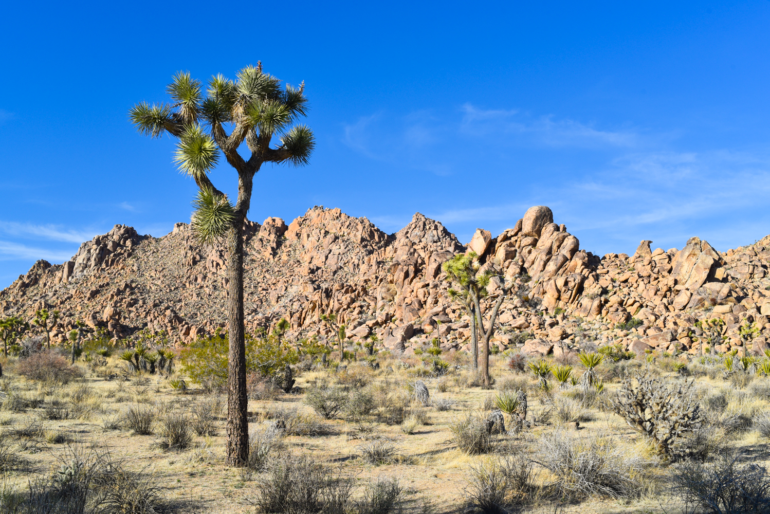 how_to_have_an_epic_weekend_at_joshua_tree_national_park