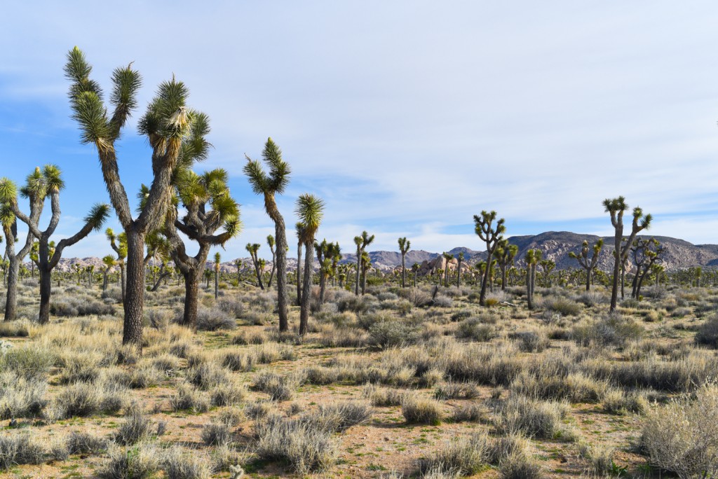 how_to_have_an_epic_weekend_at_joshua_tree_national_park