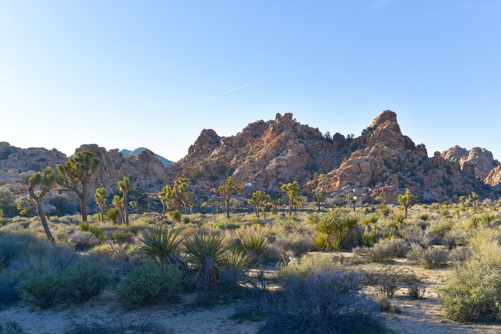 how_to_have_an_epic_weekend_at_joshua_tree_national_park_hiking