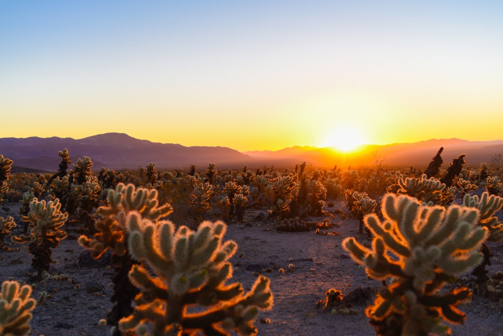 how_to_have_an_epic_weekend_at_joshua_tree_national_park_sunrise