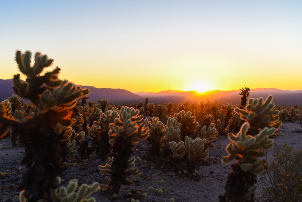 how_to_have_an_epic_weekend_at_joshua_tree_national_park_sunrise