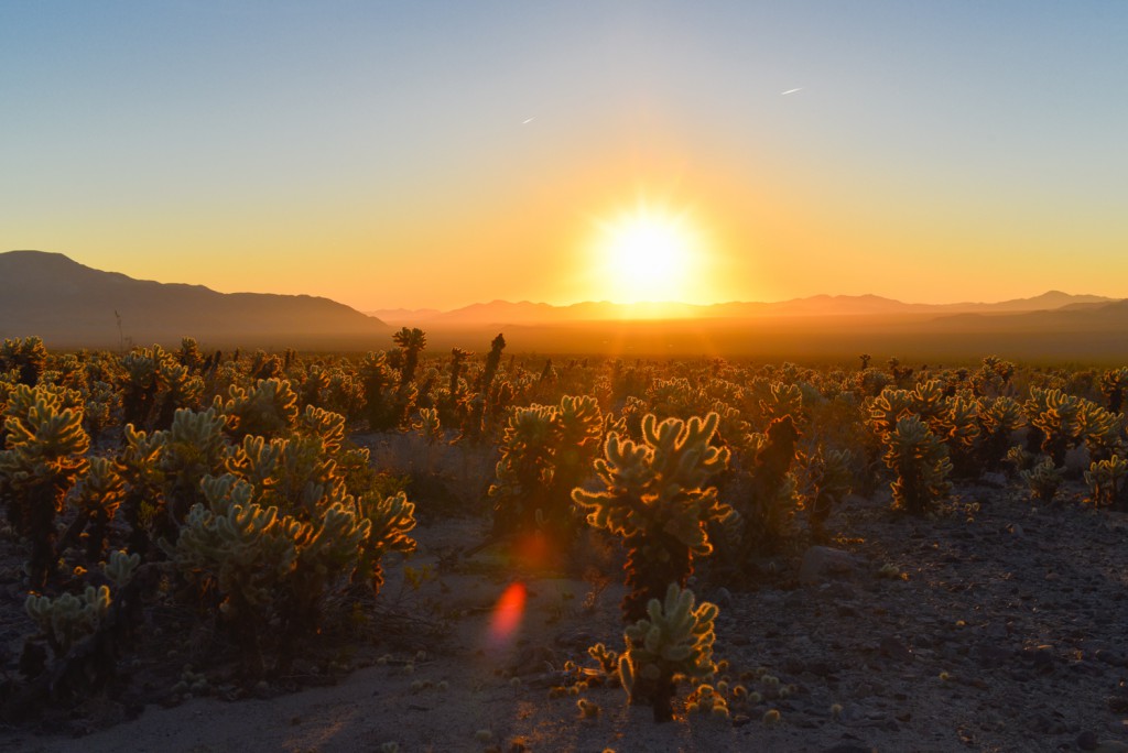 how_to_have_an_epic_weekend_at_joshua_tree_national_park_sunrise