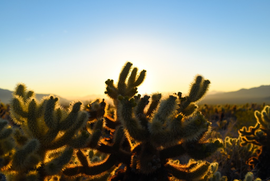 how_to_have_an_epic_weekend_at_joshua_tree_national_park_sunrise