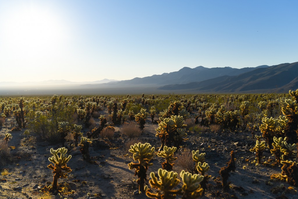 how_to_have_an_epic_weekend_at_joshua_tree_national_park_sunrise