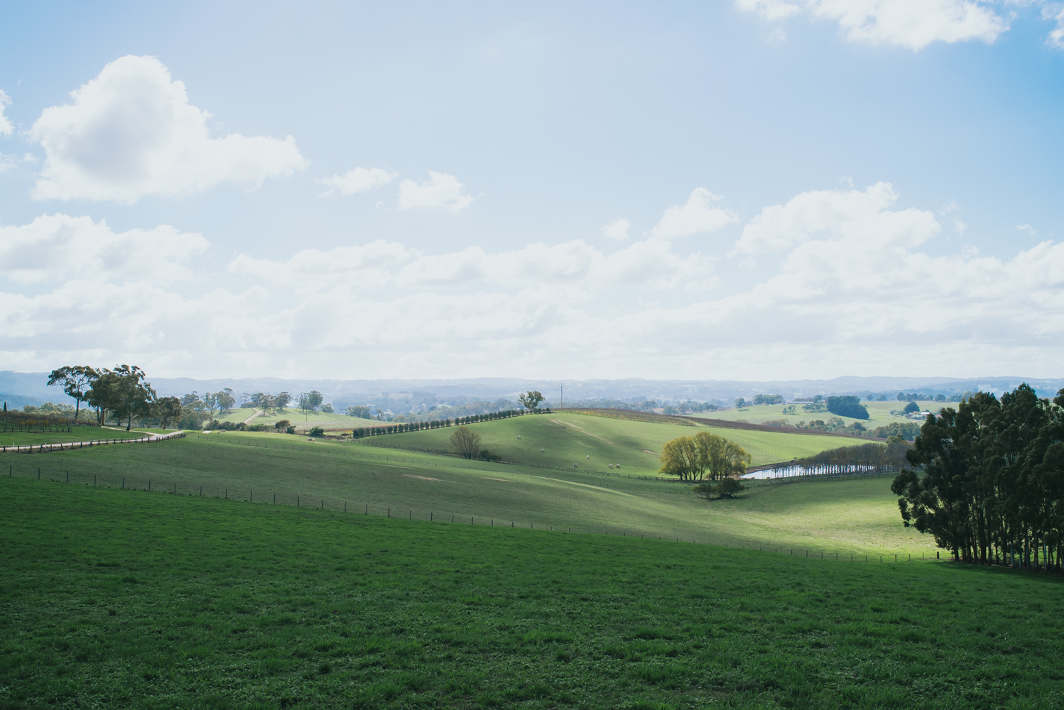 The Lane Vineyard, Adelaide Hills