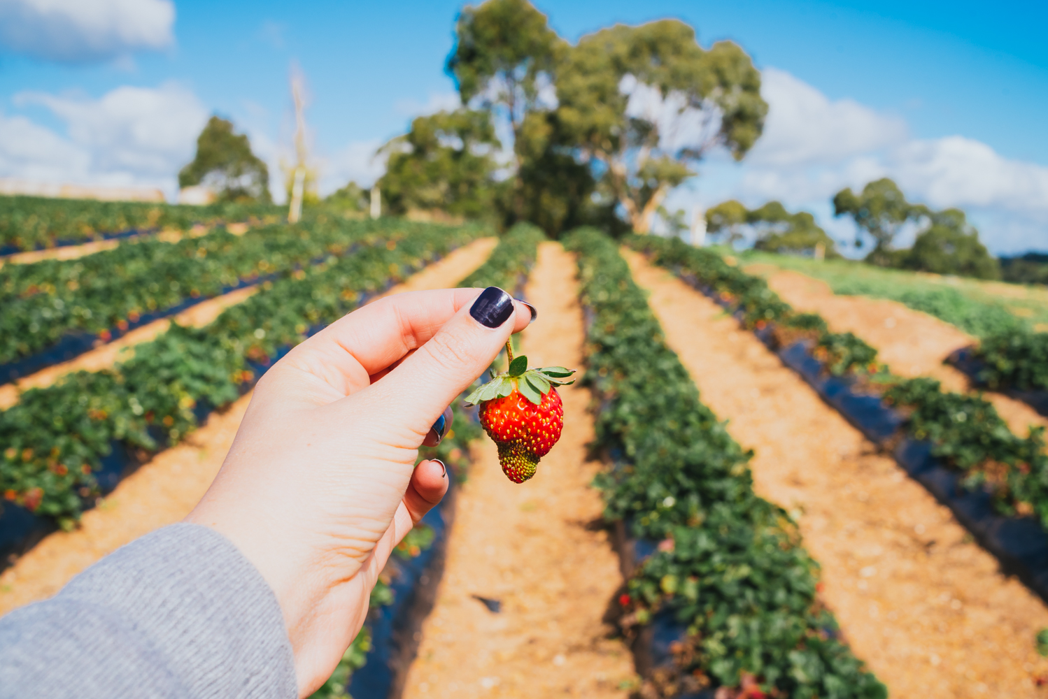 beerenberg farm, adelaide hills