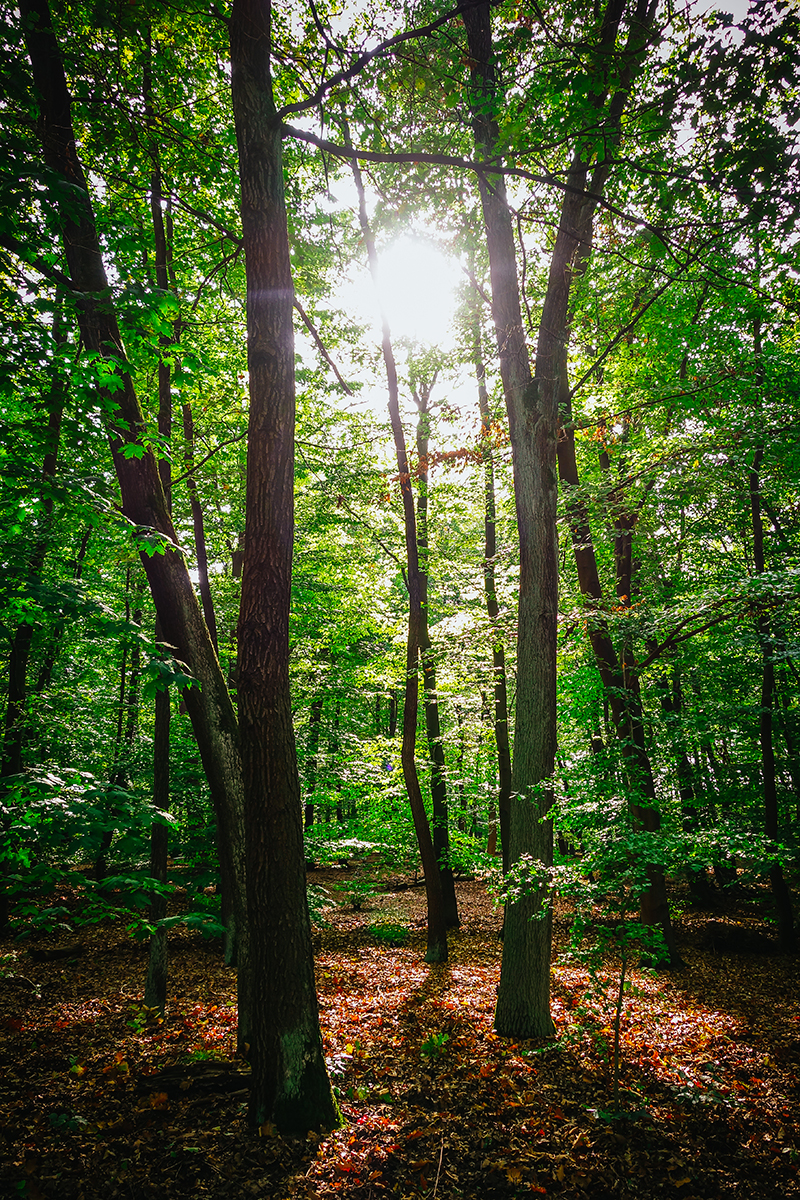 Berlin Bucketlist, Grunewald