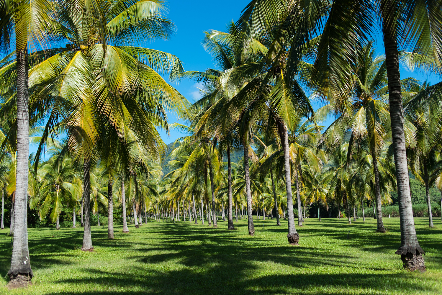 Thala Beach Nature Reserve, Coconut Grove