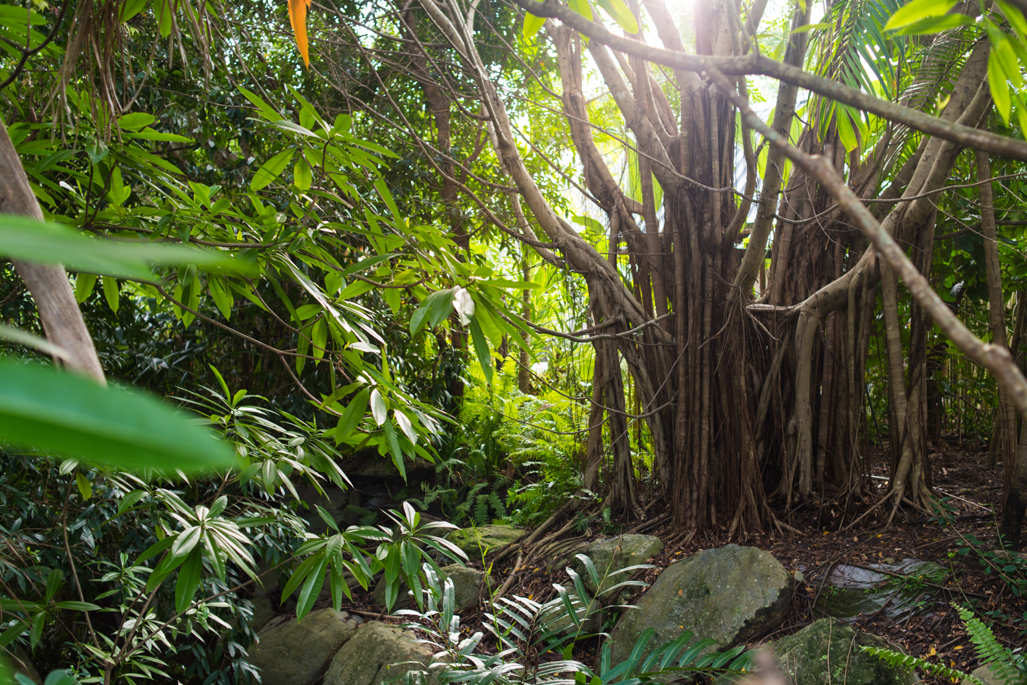 Niramaya Villas & Spa, Grounds